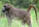 Baboon