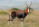 Blesbuck
