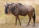 Blue Wildebeest