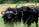 Buffalo