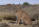 Caracal