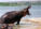 Hippopotamus