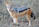 Jackal