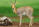 Mountain Reedbuck