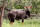 Nyala Bull