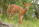 Nyala Cow