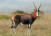 Blesbuck