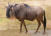 Blue Wildebeest