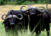 Buffalo