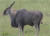 Eland