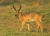Common Reedbuck