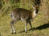 Common Duiker