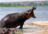 Hippopotamus
