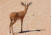 Steenbuck