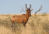 Red Hartebeest