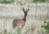 Vaal Reedbuck