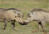 Warthog