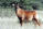 Roan Antelope