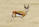 Springbuck