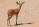 Steenbuck