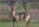 Waterbuck