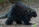 Porcupine