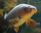 Carp fish