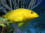 Yellowfish