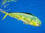 Dorado – Also known as Dolphinfish