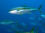 Kingfish