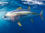 Yellowfin Tuna