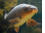 Carp fish