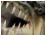 Tigerfish