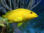 Yellowfish