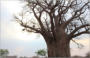 Tusks and Tracks Africa. Hunting South Africa