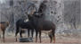 Tusks and Tracks Africa. Hunting South Africa