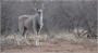 Tusks and Tracks Africa. Hunting South Africa