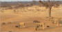 Tusks and Tracks Africa. Hunting South Africa