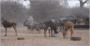 Tusks and Tracks Africa. Hunting South Africa
