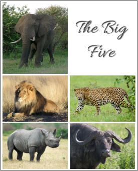 True African Safari - the big five